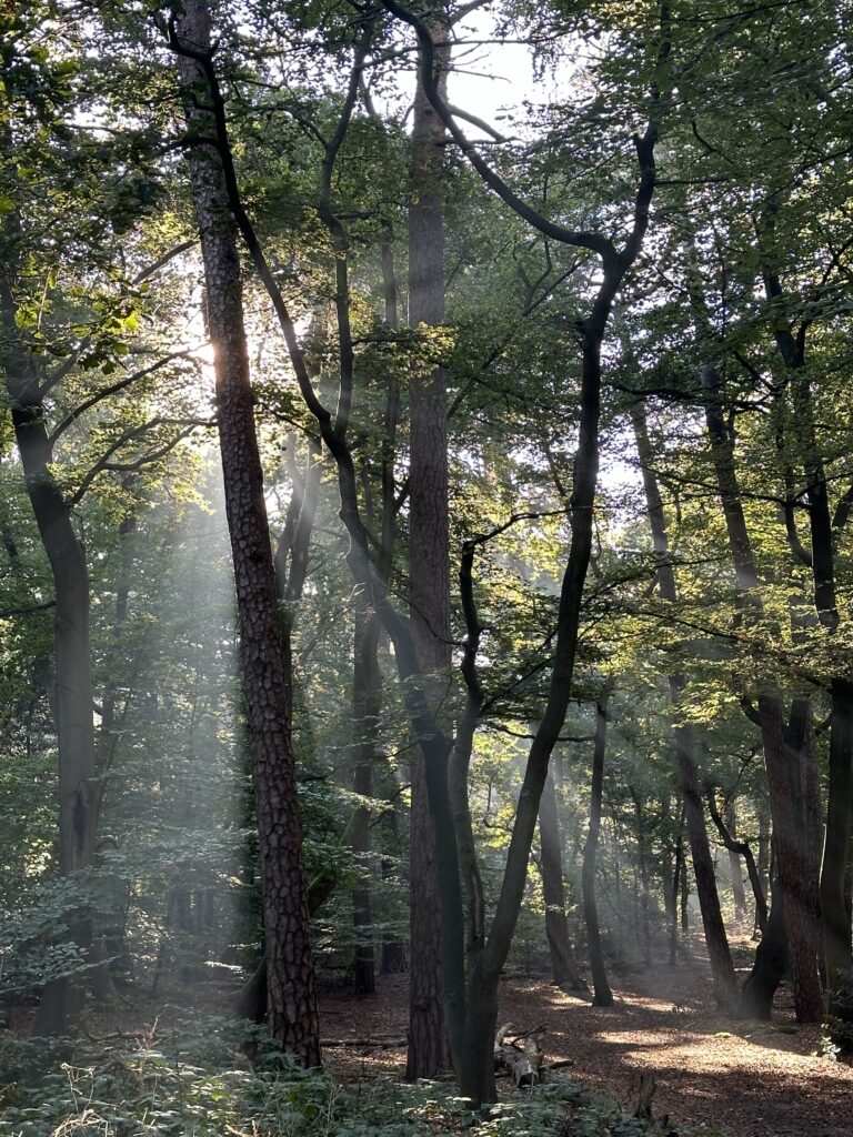 psycholoog buitentherapie zeist soesterduinen